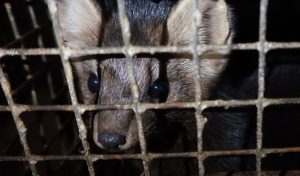 Соболь на звероферме