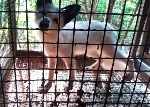 Лиса на пушной ферме